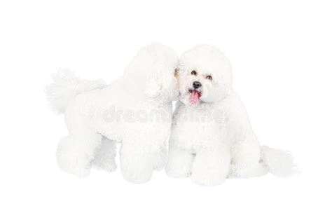 Bichon Frise Tail Stock Photos Free And Royalty Free Stock Photos From