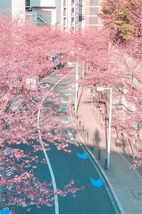 25 Best Places To See Cherry Blossoms In Tokyo Free Guide Aesthetic