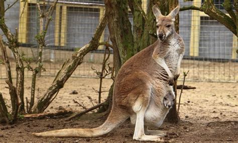 Giza Zoo hosts Kangaroos for the first time ever - Egypt Today