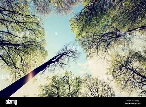 Forest Treetops From Below Stock Photo Alamy