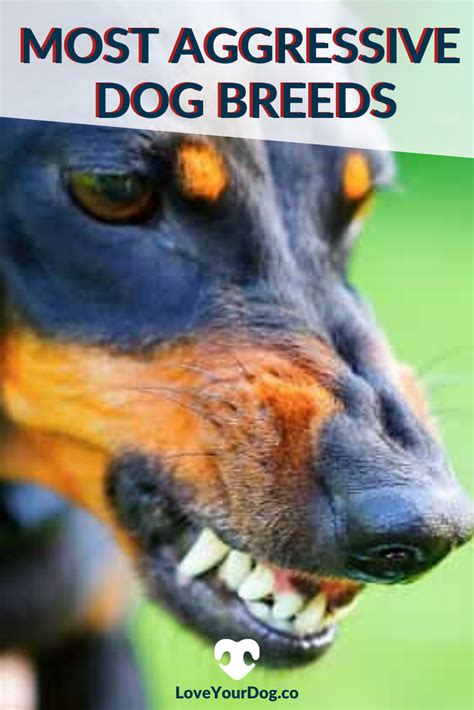 Most Aggressive Dog Breeds What Breeds Are Considered Dangerous