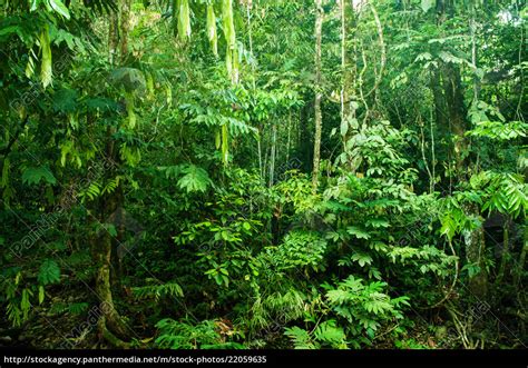 Incredible Tropical Dense Forest Stock Photo 22059635