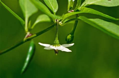 7 Reasons Why Your Pepper Plants Flowers Are Dropping The Spicy Trio