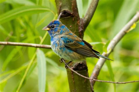 Top 20 Most Beautiful Backyard Birds In East Tennessee Backyard Birds