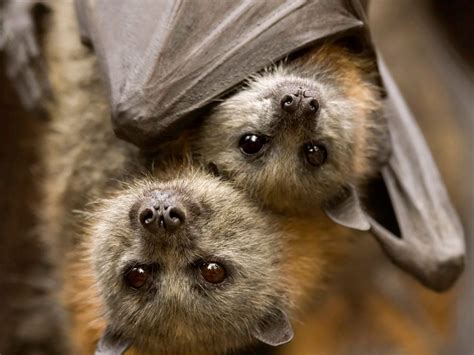 5 Surprising Facts About Bats Britannica