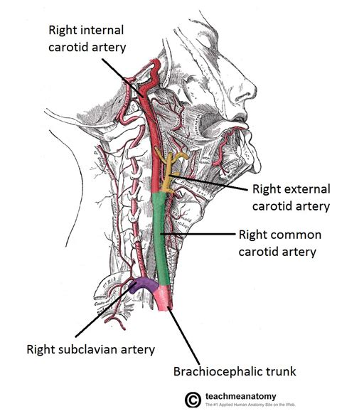 Ct cross sectional anatomy of the thoracic cavity human. Blood Vessels and Lymphatics of the Head and Neck - TeachMeAnatomy