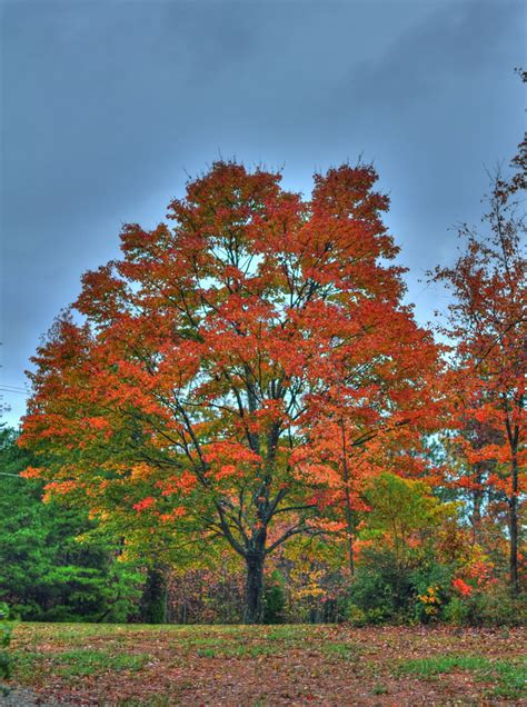 Free Photo Fall Season Autumn Maple Turning Free Download Jooinn