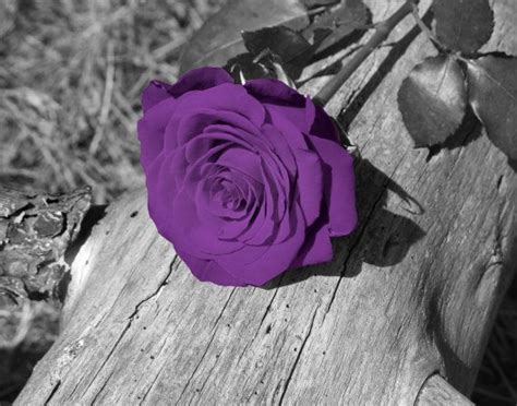 Black And White With Purple Photography Black White Purple Rose Flower