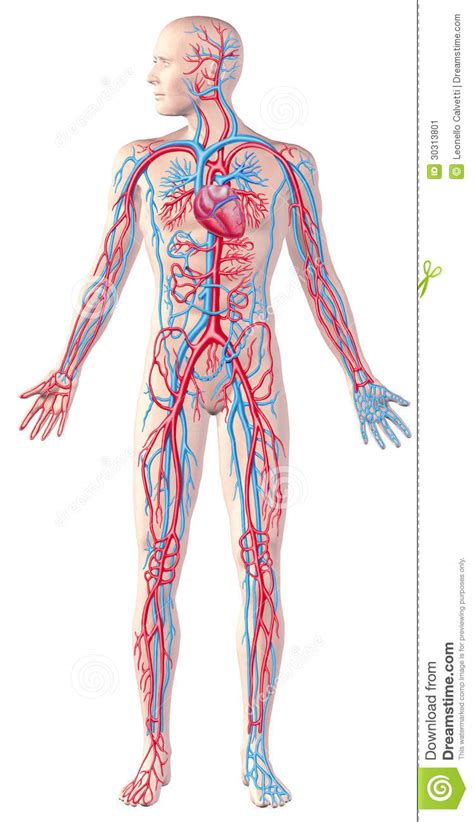 The blood system continuously transports substances to cells and simultaneously collects waste products. Human Circulatory System, Full Figure, Cutaway Anatomy ...