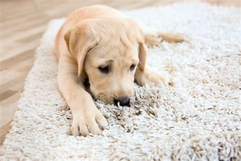 Why Do Dogs Scratch The Carpet 4 Reasons Why And How To Stop