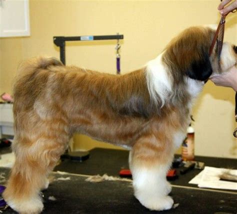 Maybe you would like to learn more about one of these? Tibetan terrier pet trim (With images) | Tibetan terrier ...