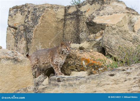 Bobcat Searching For Prey Stock Image Image Of America 84514821