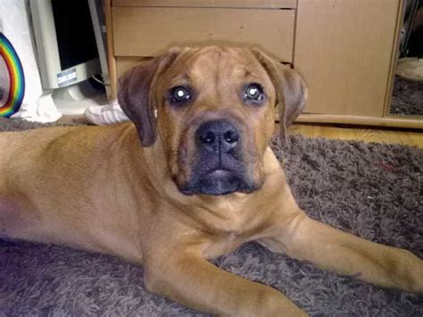 Auf einer hundewiese in witten sind zwei tiere aneinandergeraten. Cyrus (Deutscher Boxer, Rottweiler) | Mischling - Mix
