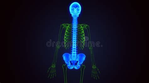 3d Illustration Of Axial Skeleton Include Skull Vertebral Column