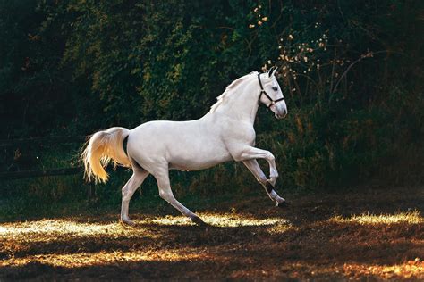 Horse Pictures · Pexels · Free Stock Photos