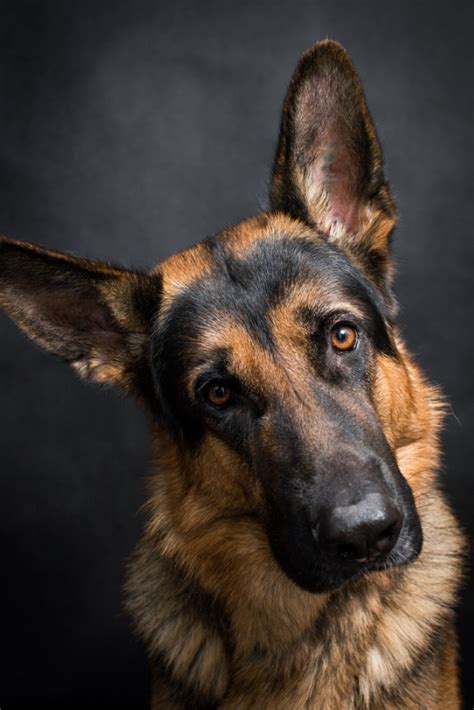 Portrait Of A German Shepherd Germanshepherd German Shepherd Dogs