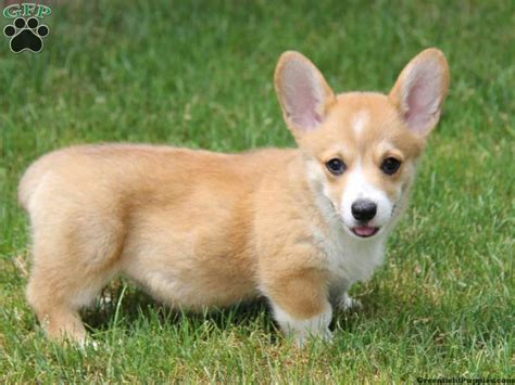 The approximate wait time for a puppy is five to six months after you submit the $100 deposit for the paid waiting list. Cardigan Welsh Corgi puppy | Corgi puppies for sale ...