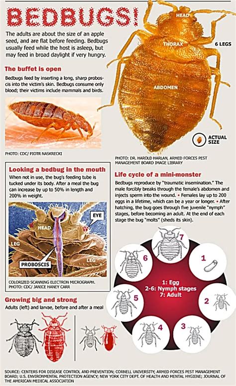 Bed Bugs At Work What To Do Bed Bug Get Rid