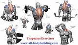 Trapezius Exercises Muscle Photos