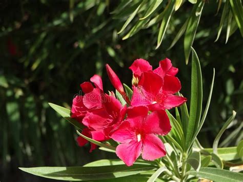 Flowers Of Nerium Oleander Stock Image Image Of Tropical 240203401