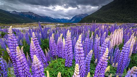 Lupines At Arthurs Pass South Island New Zealand South