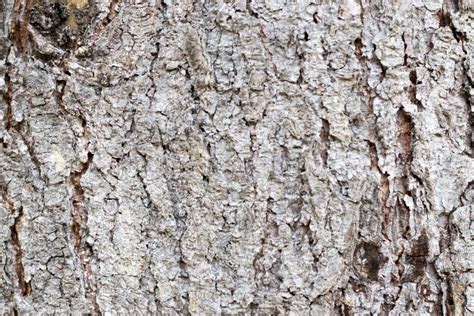 Bark Of Spruce Tree Stock Photo Image Of Wooden Texture 181548320