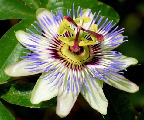 Blue Passion Osaka Flower 10 Seeds Blue Passion Flower Passiflora