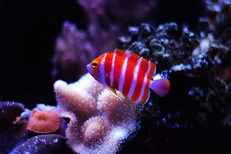 6 Most Expensive Aquarium Fish In The World Saltwater And Freshwater