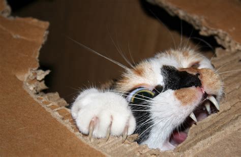Calico Cat In Box Hd Wallpaper Wallpaper Flare