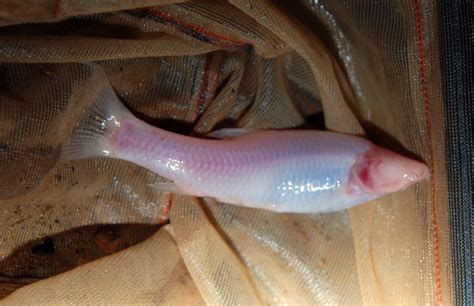 Pictures 126 New Species Discovered In Greater Mekong Region Last Year
