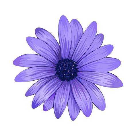 Beautiful Purple Daisy Flower Isolated On White Background 3240508