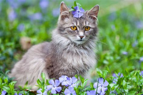 15 Gorgeous Grey Cat Breeds Youll Love I Discerning Cat