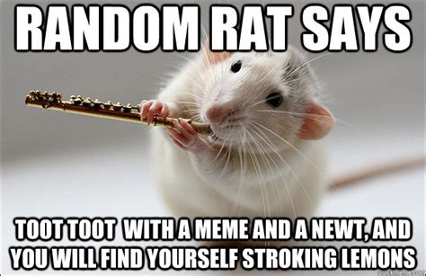 Random Rat Memes Quickmeme
