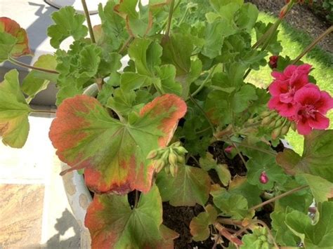 Geraniums Turning Pink Diy Home Improvement Forum