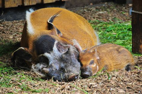 Pinselohrschwein ha 9 traduzioni in 8 lingue. 13.04. - Zooschule Landau e.V.