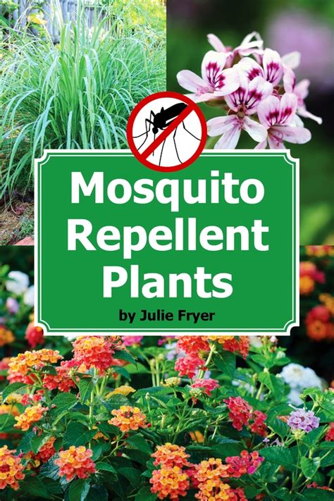 Sealing your house can solve many in home infestations. Repel Mosquitoes with These Plants, Part 1: Citronella ...