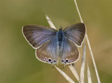 Long Tailed Blue Butterfly Conservation