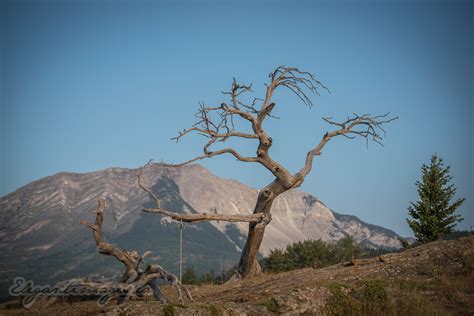 Burmis Tree the most photographed tree in Canada | The Roving Hiker
