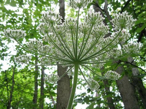 Giant Hogweed Vs Cow Parsnip What Is The Difference