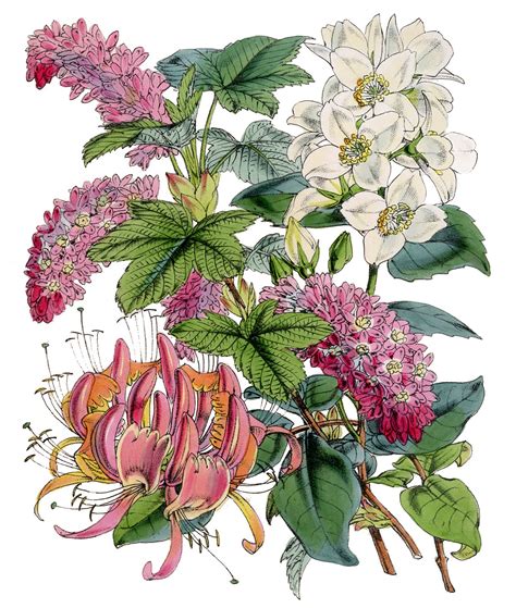 Check out inspiring examples of botanical_drawing artwork on deviantart, and get inspired by our community of talented artists. Instant Art - Pink and White Botanical Printable - The ...