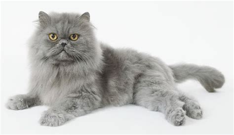 Harga persia medium long hair mengenal kucing persia medium. 15 Harga Kucing Persia Himalaya, Persia Medium, Flatnose ...