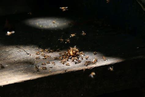 Termite Swarms Everything You Need To Know School Of Bugs