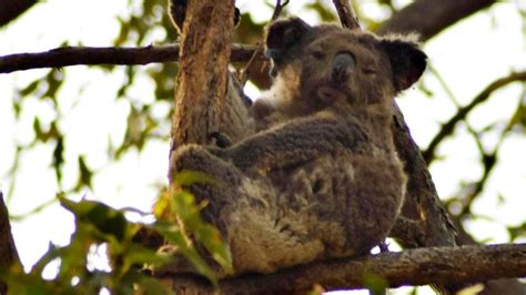 Koalas Vom Aussterben Bedroht Drei Tiere Sollen Artgenossen Retten Stern De
