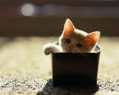 Tiny Kitten In A Box Teh Cute