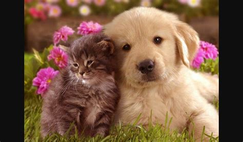 Ver más ideas sobre gatos bonitos, gatitos lindos, gatitos adorables. Pin de Nara Alvarez en perritos y gatitos monos | Perro y gato juntos, Pulgas perros, Perros y ...