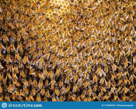 Group Of Bees Working On Honeycombs In Beehives In An Apiary Stock