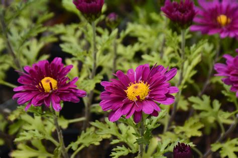 Mammoth Lavender Daisy Garden Mum • Kiwi Nurseries Ltd