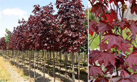 Acer Platanoides ‘royal Red Norway Maple ‘royal Red Standard