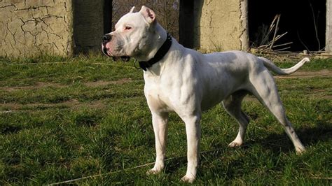 Maybe you would like to learn more about one of these? 25 Most Dangerous Dog Breeds
