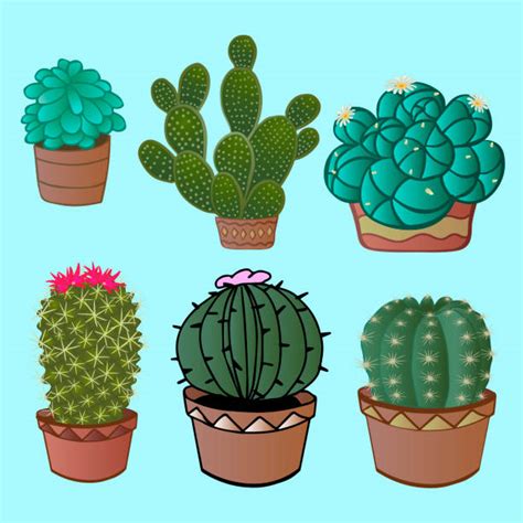 Flowering Cactus Types Cartoons Illustrations Royalty Free Vector